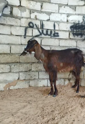 معزه هجين ماشاء الله