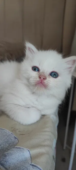 صغار الهملايا ذكر