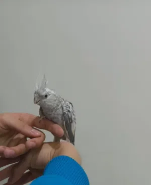 حبة كوكتيل عجينة بالإيد مزقوقة زق يدوي أليفة جدا الله يبارك لصاحب النصيب لونها خيالي و عالواقع أحلى