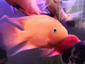 Fish0