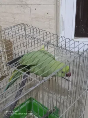 ا انثى دره مع قفص ثلاث معالف لعمر سنتين مش اليفه