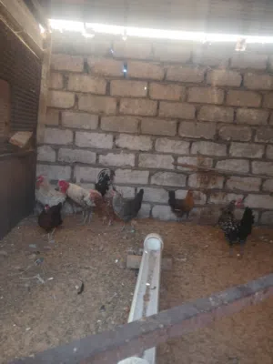دجاج عربي للبيع