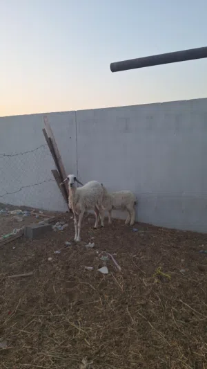 جاعده تحتها كبش للبيع