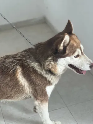 Husky4