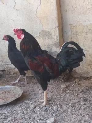 دجاجه وديج عربيات وخشنات الرس القديم العراقي الاصلي وشرط صاحيات ونشطات ب 50 قفل