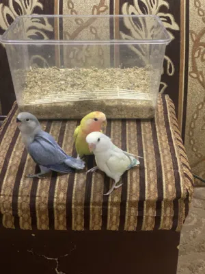 لوفبيردات ربوه قويه هدد