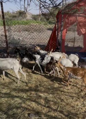 اغنام صلاليه