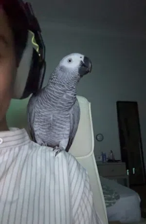 للبيع او التبديل(للتبديل كايك فقط اعطيك كاسكو تعطيني كايك) الوصف مهم!!!