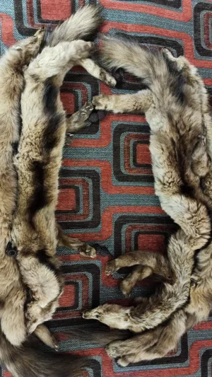 جلد سمور طبيعي