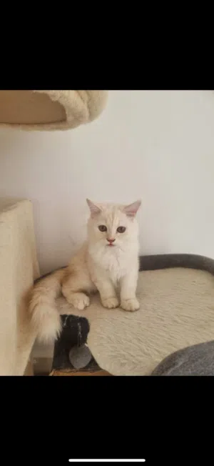 cat  قطط للتبني
