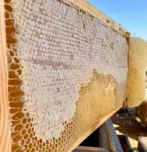 مادبا  مناحل العسل ربوع ماعين