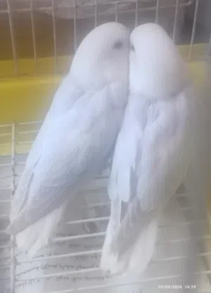 فراخ روز فطم جديد مابعض أقرأ الوصف