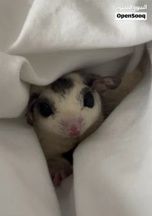 White Face Blonde Sugar glider with cage