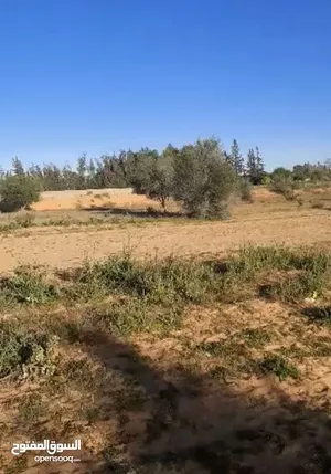 ارض مساحتها 1 هكتار