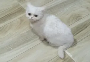 قطه سكوتش ستريت انثى عمرها شهرين ونص
