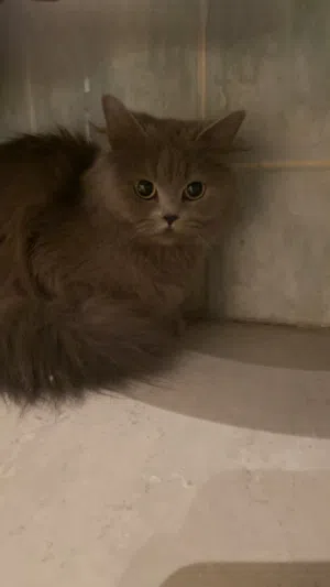 للتبني قطوه