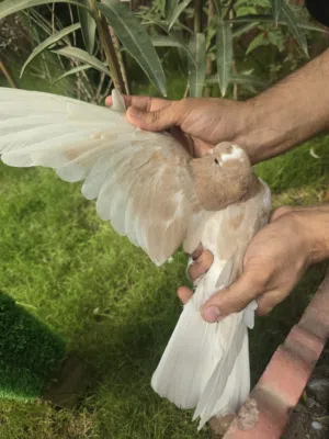 متااح زوج وتك حمام لوت اصفر الحمام كله نظيف وبصحه جيده ليريدهن يجي خاص ويدلل