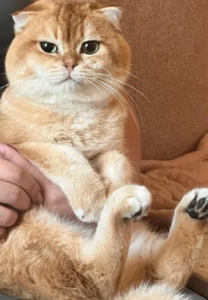 سكوتش فولد للتزاوج Scottish fold for mating