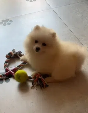 spitz nain Pomeranian femelle