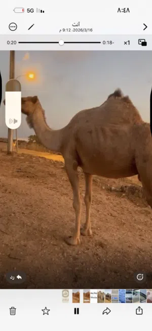 ناقه محليه من محافظه ظفار