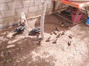 ‏طيور‏2