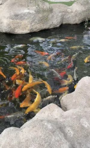 Different size Koi fish