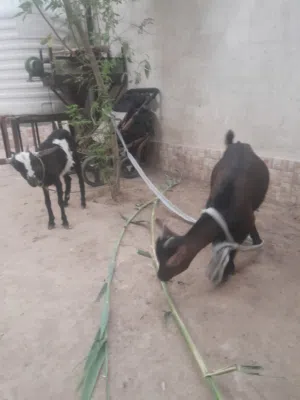 ماعز قطري و بلجيكي