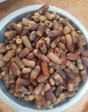 تمر نغال محقب و رطب