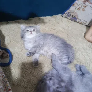 قطط للبيع لونهم رصاصي عمر شهرين
