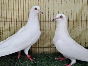 حمام بكستاني بتي والاه