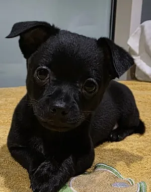 Chihuahua3