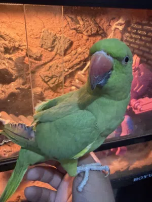 Indian ring neck parrot