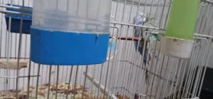 كوبيا بقالينو اقراء الوصف كويس