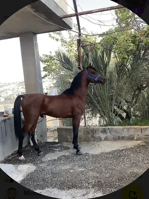 ‏خيل‏0