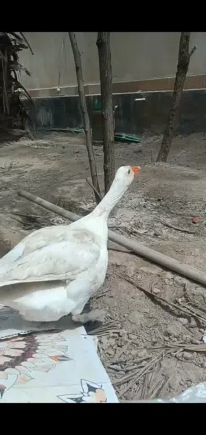 بطوط نثاية زوج