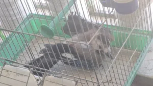 طائر زريقي مع قفص