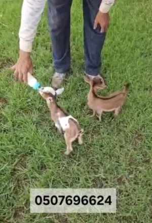 Dwarf baby goats for sale