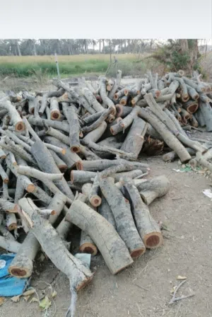 للبيع حطب سمر يابس ..