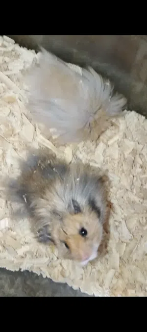 هامسترات صحة ونظافة واليفين