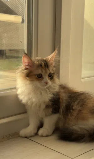 قطة شيرازية للبيع عمرها 5 اشهر