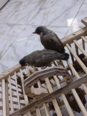 بلابل ربع ذيل التك 20