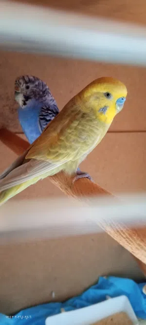 جوز عصافير حب شغالات ميه بلميه تحتيهن بيض  بصلاة على النبي للبيع الموقع اربد بيت رأس