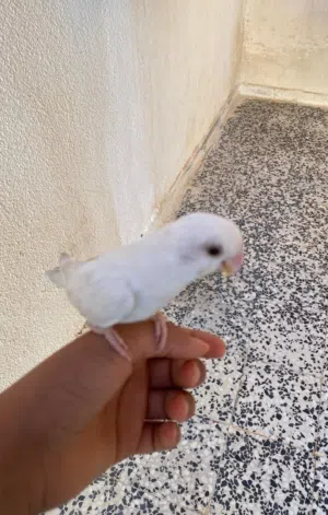 بسم الله مشاء الله بركديلو مروض للبيع منغير قفص ودكر الله واجب