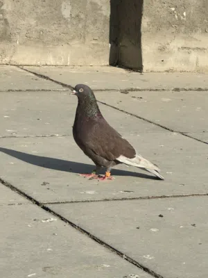 حمام لوت صيد للبيع محلقات