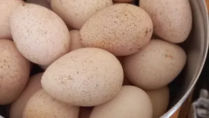 بيض  دجاج وحبش بلدي نباتي للبيع