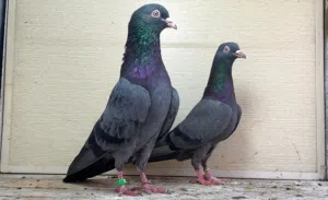 Pigeon for sale