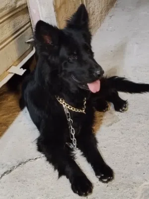 royal black