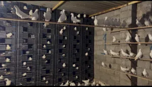 حمام لاحم فرنساوي دحي و فروخ