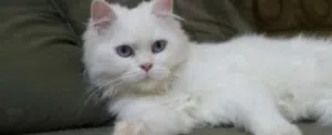 قطه للبيع عمر من شهر إلى ثلاثة شهور تقريبا