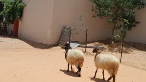 زوز فطايم مشالله 6شهور ونص سليمات ربي يبارك